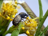 Otiorhynchus raucus