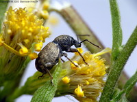 Otiorhynchus raucus