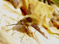 Bombylius major - Greater Bee Fly