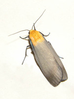 Lithosia quadra - Four-spotted Footman