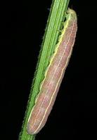 Perigrapha i-cinctum