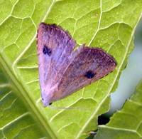 Rivula sericealis - Straw Dot