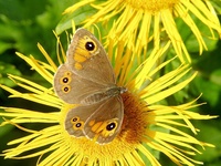 Lasiommata maera - Large Wall Brown