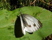 Pieris napi - Green-veined White