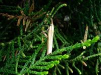 Agriphila straminella