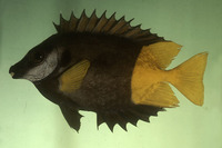 Siganus uspi, Bicolored foxface: aquarium