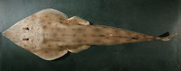 Rhinobatos schlegelii, Yellow guitarfish: fisheries