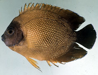 Apolemichthys guezei, Reunion angelfish: