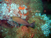 Larimus pacificus, Pacific drum: fisheries