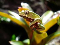 Giant monkey tree frog (Phyllomedusa bicolor)