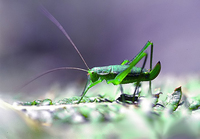 Leptophyes boscii