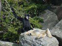 Image of: Nomascus concolor (black crested gibbon)