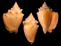 Strombus pugilis - West Indian Fighting Conch