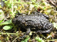 Bombina bombina - Fire-Bellied Toad