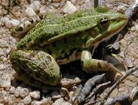 Rana esculenta - Edible Frog