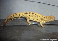 Paramesotriton fuzhongensis