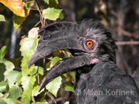 Anthracoceros malayanus - Black Hornbill