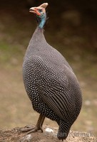 Numida meleagris - Helmeted Guineafowl