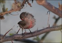 Estrilda astrild - Common Waxbill