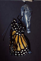 Image of: Danaus plexippus (monarch butterfly)