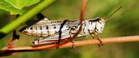 Image of: Melanoplus