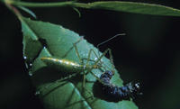 Image of: Reduviidae (assasin bugs and assassin bugs)