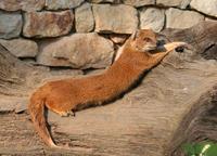 Cynictis penicillata - Yellow Mongoose