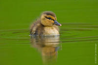 Image of: Anas platyrhynchos (mallard)