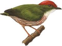 Image of: Machaeropterus regulus (striped manakin)