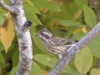 Image of: Pheucticus ludovicianus (rose-breasted grosbeak)