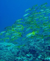 Mulloidichthys vanicolensis - Flame Goatfish