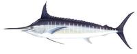 Image of: Makaira nigricans (Atlantic blue marlin)