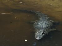 Image of: Crocodylus niloticus (Nile crocodile)