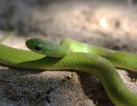 Image of: Liochlorophis vernalis (smooth green snake)