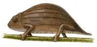 Image of: Rhampholeon brevicaudatus