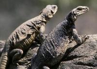 Image of: Sauromalus ater (common chuckwalla)