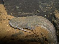 Silurus glanis