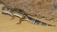 Eublepharis macularius - Leopard Gecko