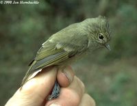 Yellow-browed Tit - Sylviparus modestus