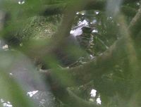 Grey Laughingthrush - Garrulax maesi
