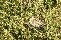 White-browed Rosefinch - Carpodacus thura