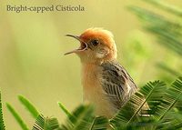 Bright-headed Cisticola - Cisticola exilis