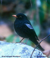 Grey-winged Blackbird - Turdus boulboul