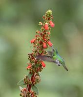 White-tailed Emerald (Elvira chionura) photo