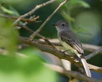 Panama Flycatcher (Myiarchus panamensis) photo