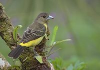 Flame-rumped Tanager (Ramphocelus flammigerus (icteronotus)) photo