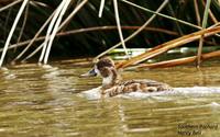 Southern Pochard - Netta erythrophthalma