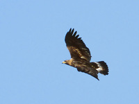 Golden Eagle (Aquila chrysaetos) photo