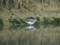 Green Sandpiper - Tringa ochropus