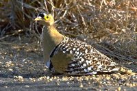 Double-banded Sandgrouse - Pterocles bicinctus